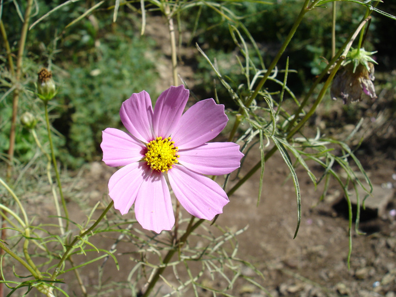 DSC00611.jpg