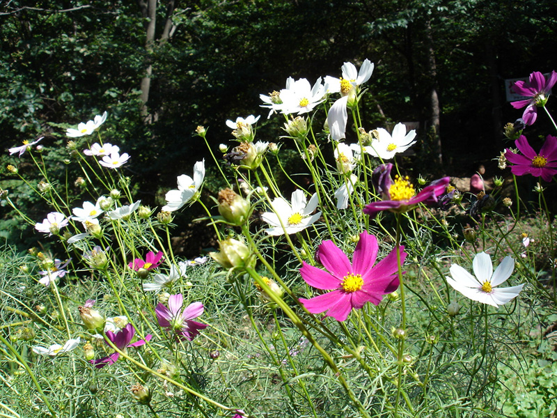 DSC00615.jpg