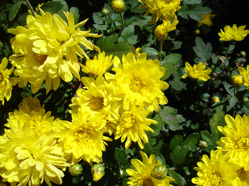 DSC00626.jpg