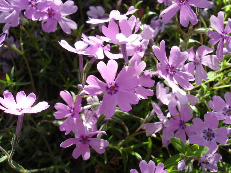DSC04648.JPG