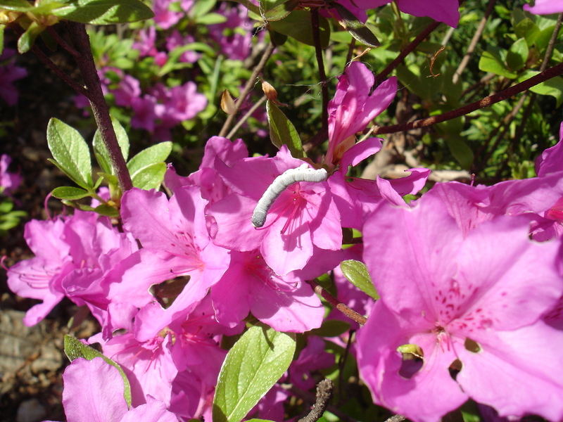 DSC04650.JPG