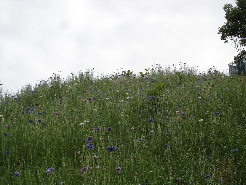 DSC04716.JPG