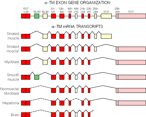 AlternativeSplicing.gif