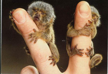 SmallMonkey.jpg